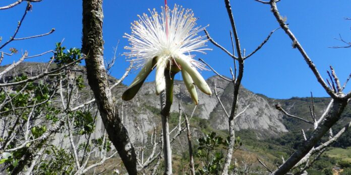 Estudo em morros do Sudeste encontra espécies resistentes ao calor
