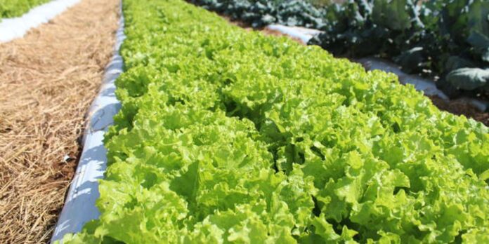 Crise climática ameaça cultivo de alface em campo aberto, diz Embrapa