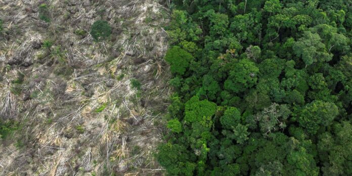 Restauro florestal pode render US$ 100 bi por ano a países tropicais