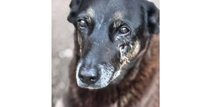 Hospital veterinário municipal passa a funcionar 24 horas em São Paulo