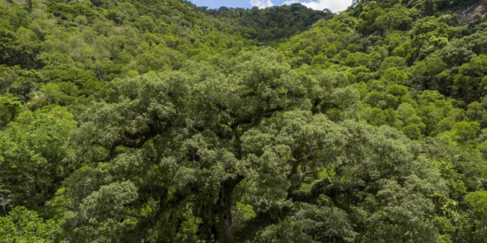 Desmatamento da Mata Atlântica tem queda de 28% em um ano