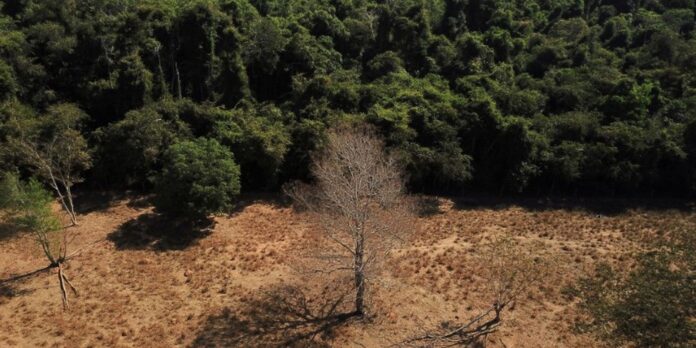 Estudo de longo prazo na Amazônia descarta teoria de savanização